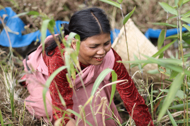 Karamela Khonglam grows more than 35 varieties of crops in her jhum field, an ancient shifting cultivation method practiced widely in northeast India. “Being from a matrilineal system, I am respected as a woman,” she says. 