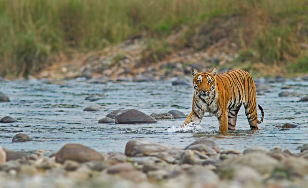 In Conversation With Wildlife Photographer Anuradha Marwah