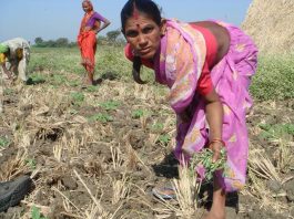 How Is The Agrarian Distress In Maharashtra Affecting Women