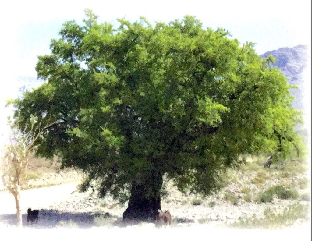 Prosopis Cineraria Khejri Khejra, Sami, Shami 200 2,500 Seeds - Etsy