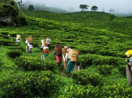 Women In The Tea Industry: How Gender Roles, Unequal Pay, And Feudal Structures Disadvantage Female Labourers