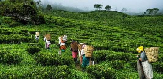 Women In The Tea Industry: How Gender Roles, Unequal Pay, And Feudal Structures Disadvantage Female Labourers