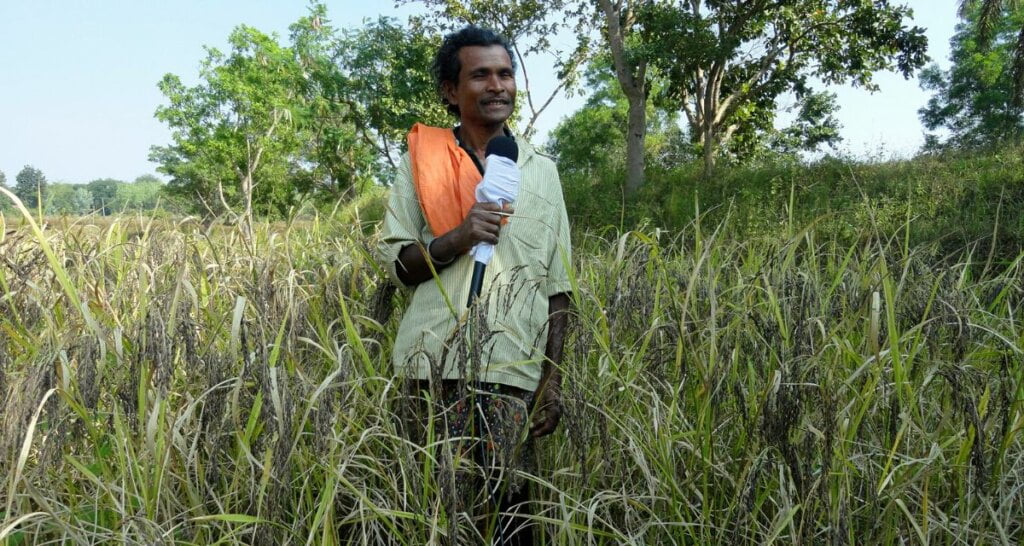 Koraput is a part of the poverty-stricken Kalahandi-Balangir-Koraput (KPK) region, where farmers cultivated mandi, kangu, suan and some rice for their basic needs (Photo- Prativa Ghosh)