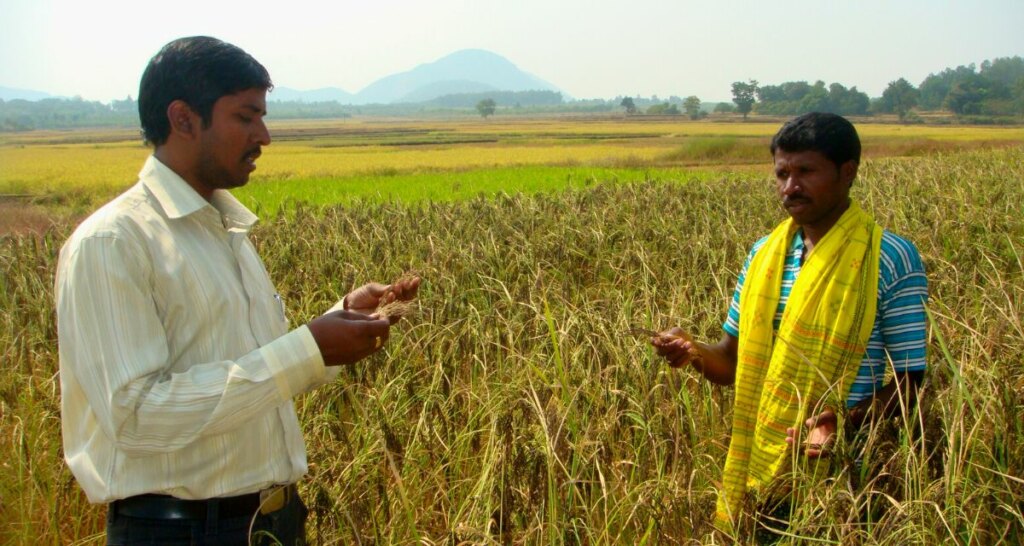 Researchers at the MSSRF trained the villagers of Koraput district to enhance productivity of Kala Jeera, an indigenous rice variety (Photo- Prativa Ghosh)