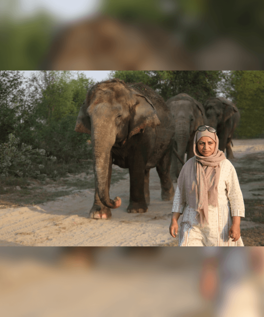 Aliya Mir, wildlife rescuer, walking near three elephants 