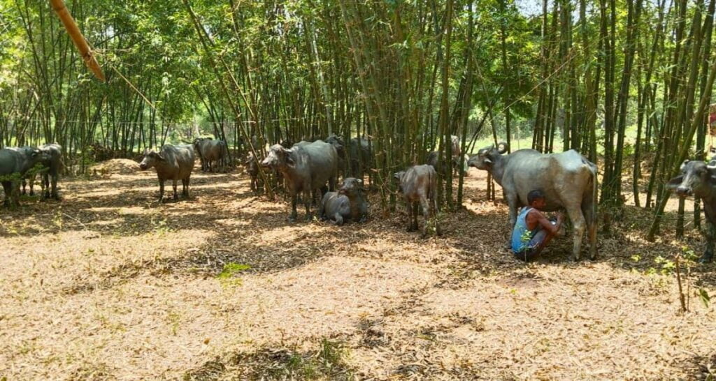 Nayan Yadav of Amha village in Supaul district of Bihar has more than 10 buffaloes (Photo - Rahul Kumar Gaurav, 101Reporters)