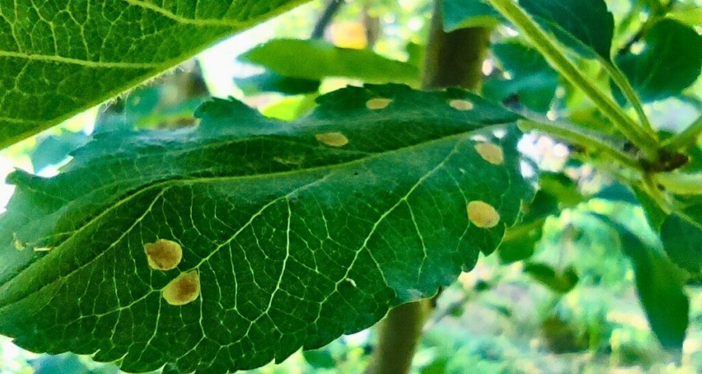 diseased apples and apple orchards