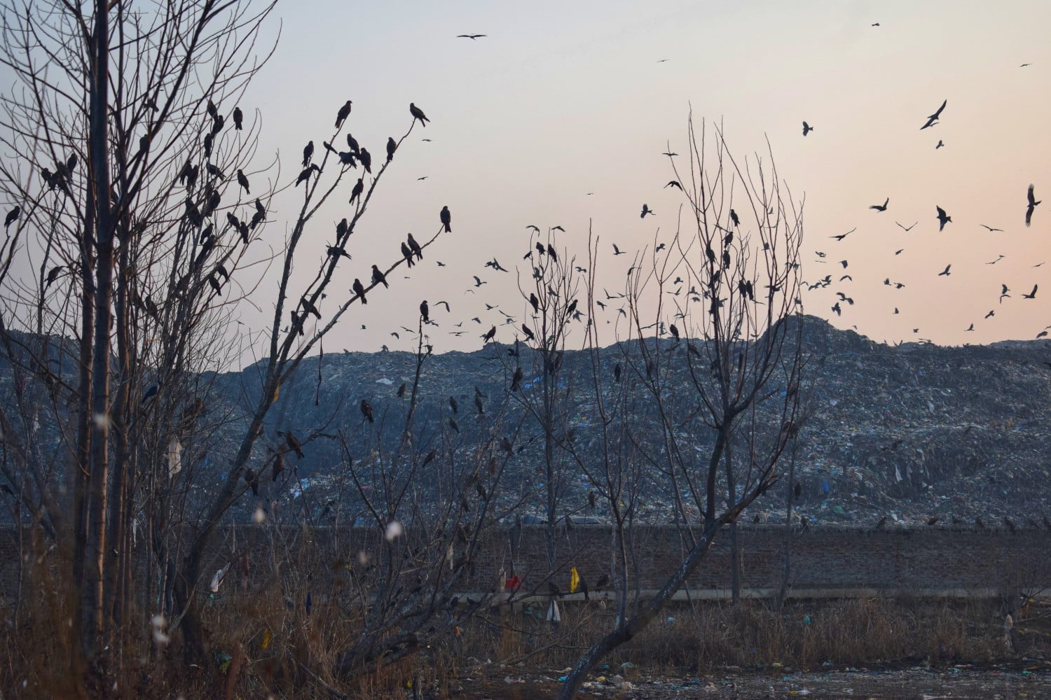 Birds flying over and sitting on the trees close to the Achan dumping site. Photo by Asma Bhat.