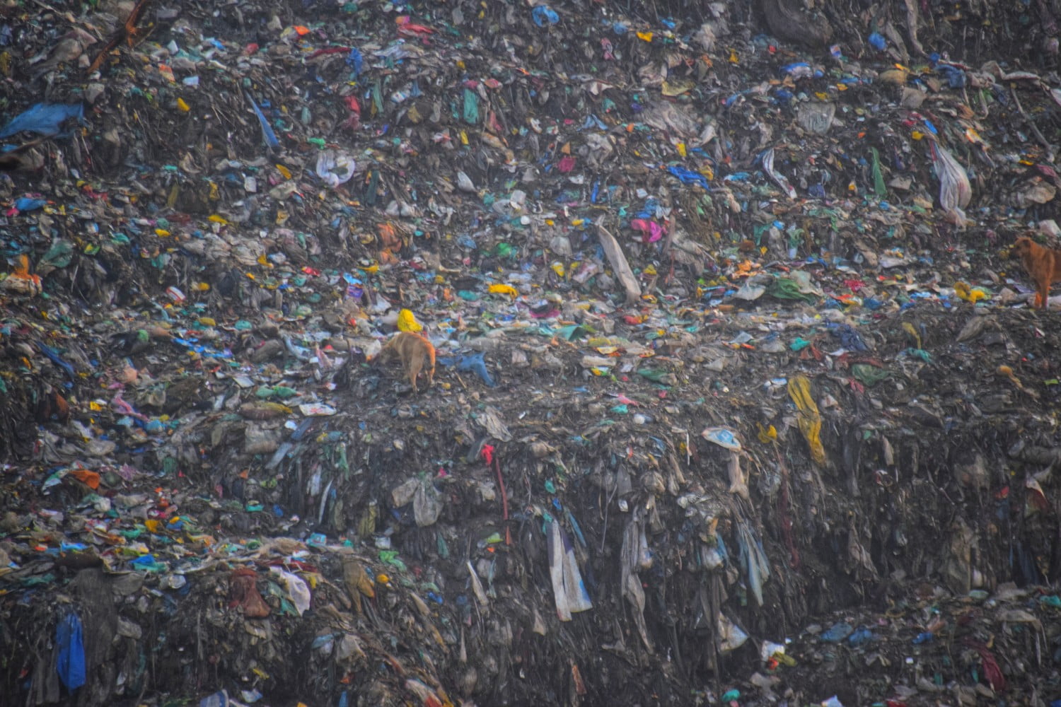 Dogs prowling the garbage site of Achan. Photo by Asma Bhat.
